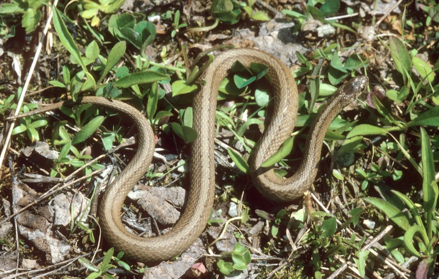 Brown Snake in grass