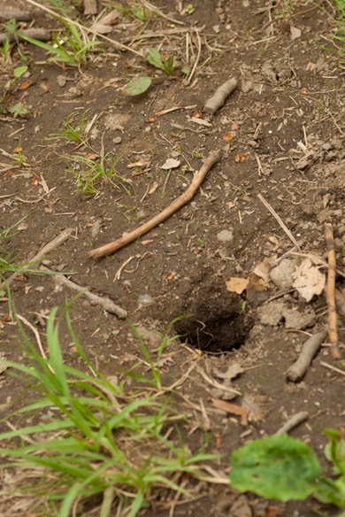 Chipmunk burrow-1