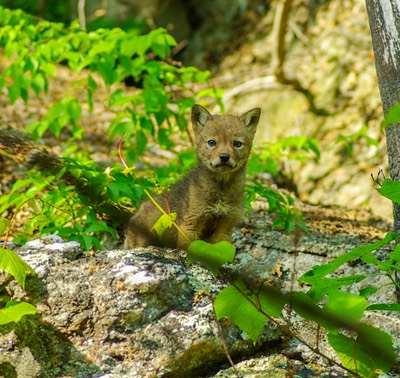 Coyote pup facing-1