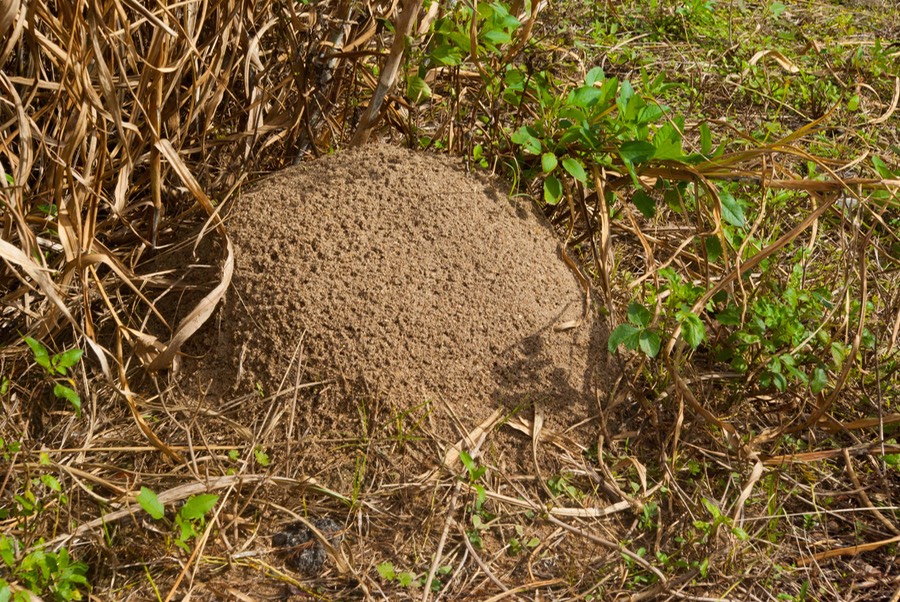 Fire Ant Nest-3