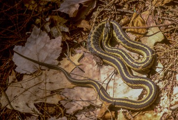 Garter basking on leaves-1
