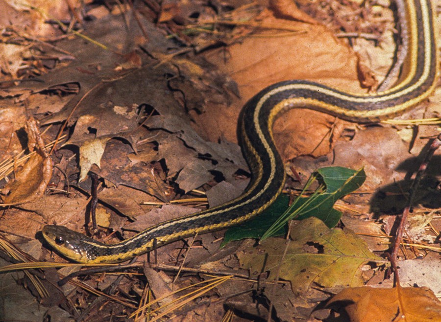Garter in leaf litter-1