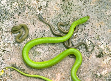 Green snake with hatchlings-1