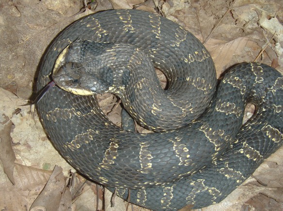 Hognose darker-1
