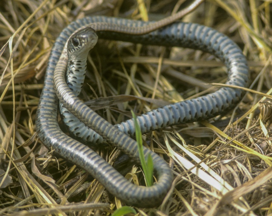 Racer juvenile with underside-1