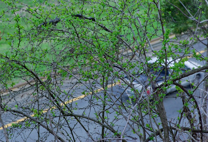 Racer over highway-1