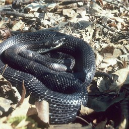 Ratsnake