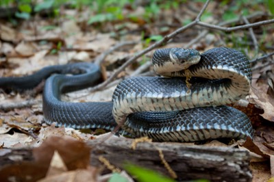 Ratsnake showing some underside-1