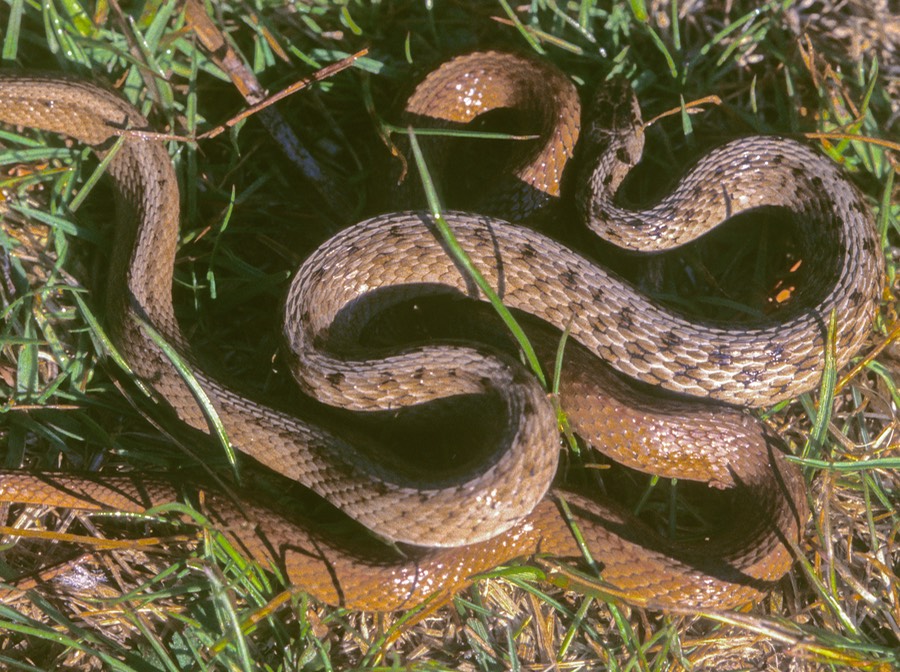 Redbelly and brown snake-1
