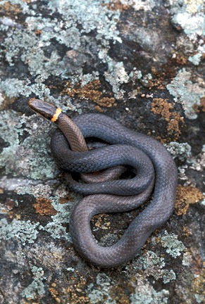 Ringneck on lichen rock-1