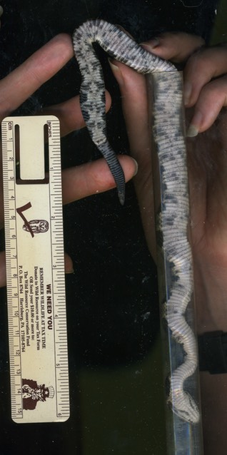 Timber neonate on Scanner-1