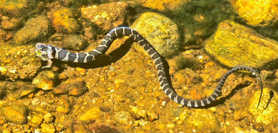 Watersnake with prey-1