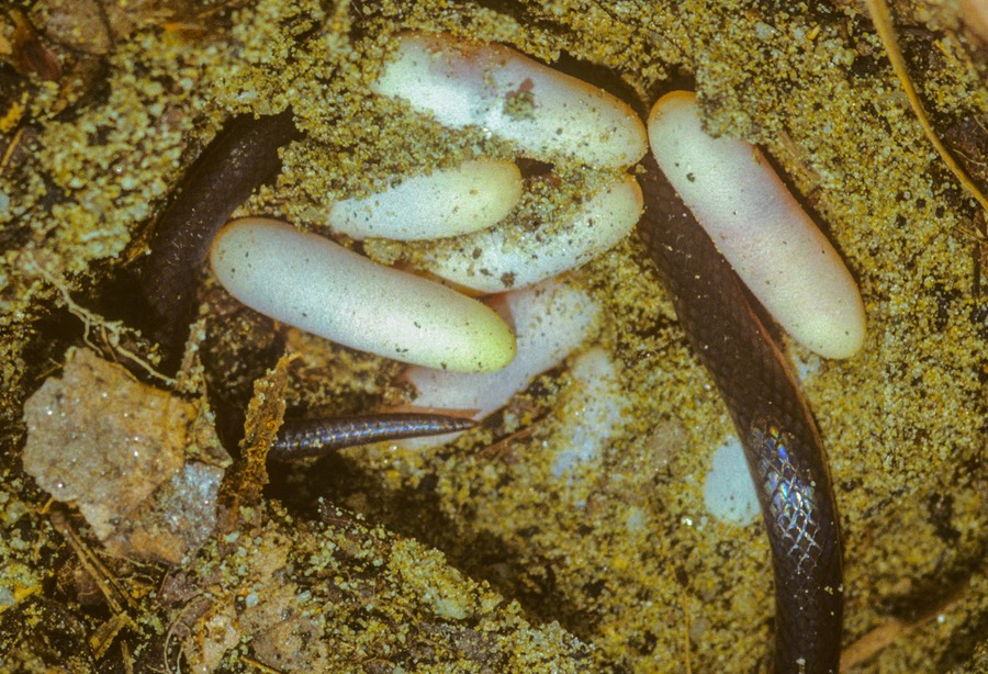 Wormsnake eggs closeup-1