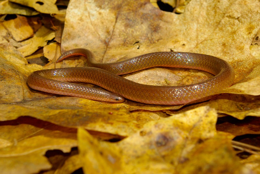 Wormsnake on eak leave side view-1